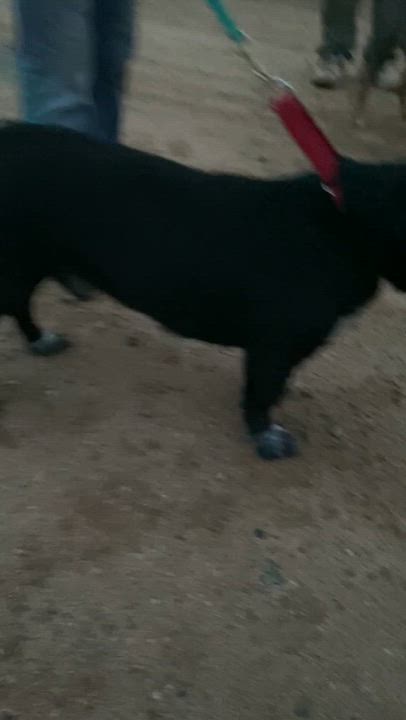 Enlarge Austin, happy, lab retriever, corgi mix, a Adoptable mixed breed in Acton, CA video 5/5