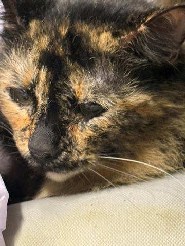 BARN CAT, Adoptable, Adult Female Domestic Medium Hair.