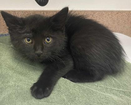 Enlarge Theodore, a Adoptable Domestic Short Hair in Caldwell, ID image 1/1