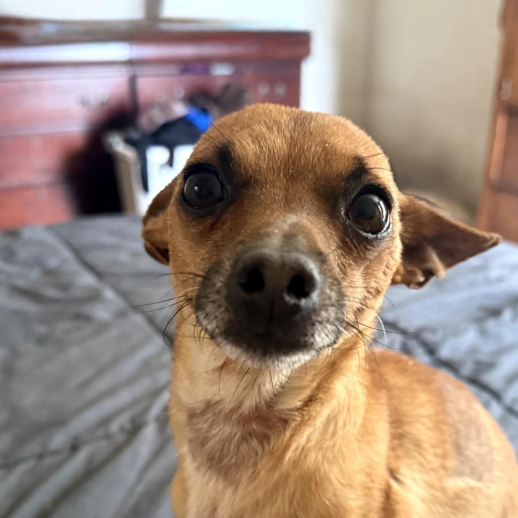 Babylon/Juan Pablo Carlos, a Adoptable Chihuahua in Tuba City, AZ image 3/6