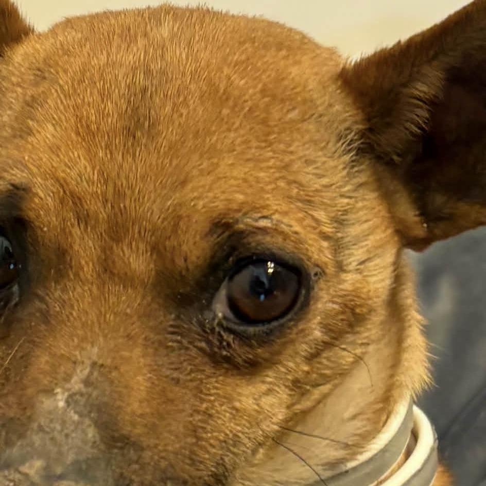 Babylon/Juan Pablo Carlos, a Adoptable Chihuahua in Tuba City, AZ image 4/6