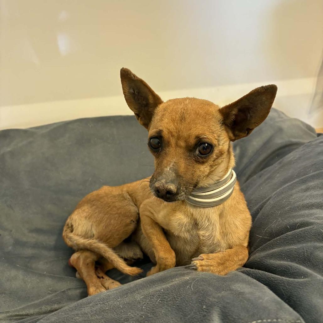 Babylon/Juan Pablo Carlos, a Adoptable Chihuahua in Tuba City, AZ image 5/6