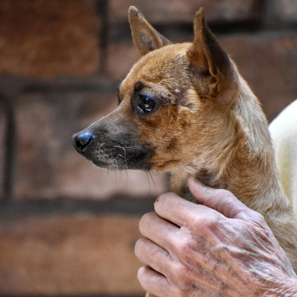 Babylon/Juan Pablo Carlos, a Adoptable Chihuahua in Tuba City, AZ image 6/6