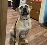 Rosco, ADOPTABLE, Adult Male Yellow Labrador Retriever & Mastiff.