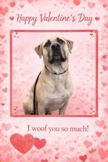 Rosco, a ADOPTABLE mixed breed in Boerne, TX image 2/2