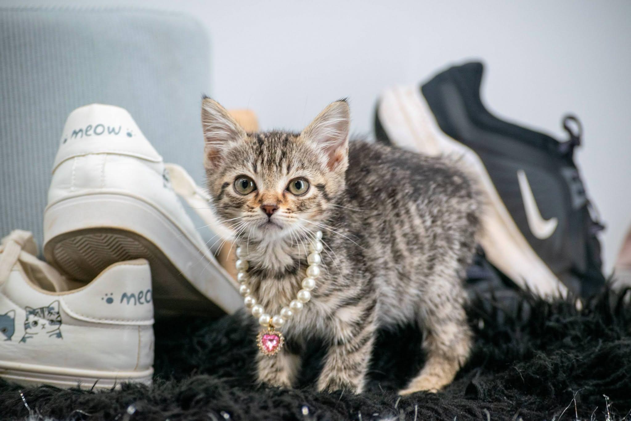 Enlarge Puma, a Adoptable Domestic Short Hair in Sevierville, TN image 3/4