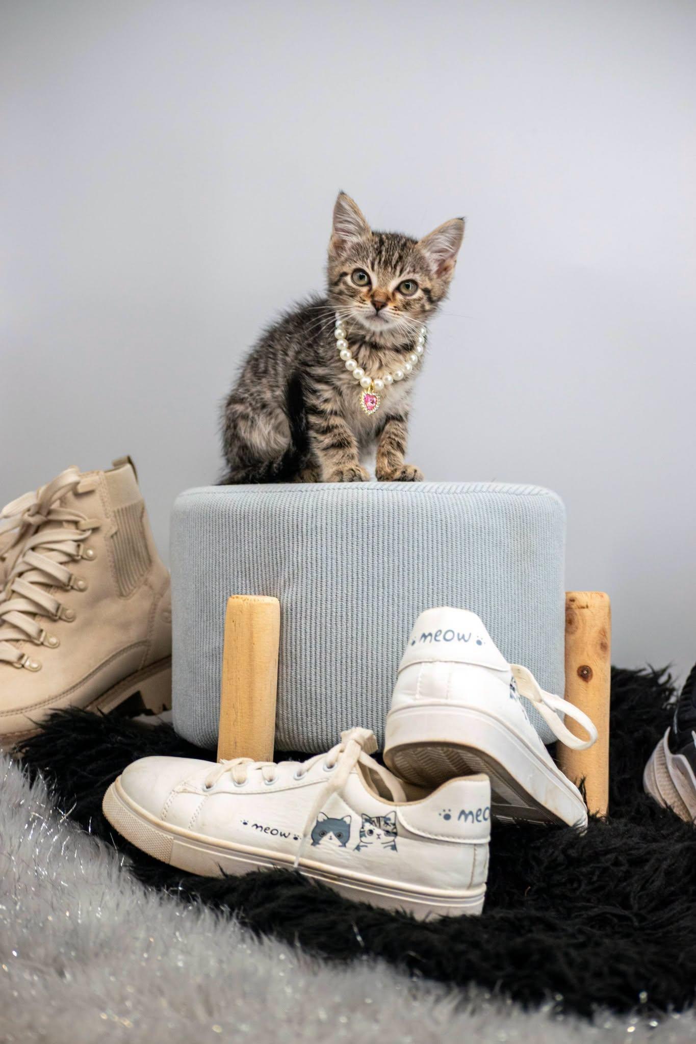 Enlarge Puma, a Adoptable Domestic Short Hair in Sevierville, TN image 4/4