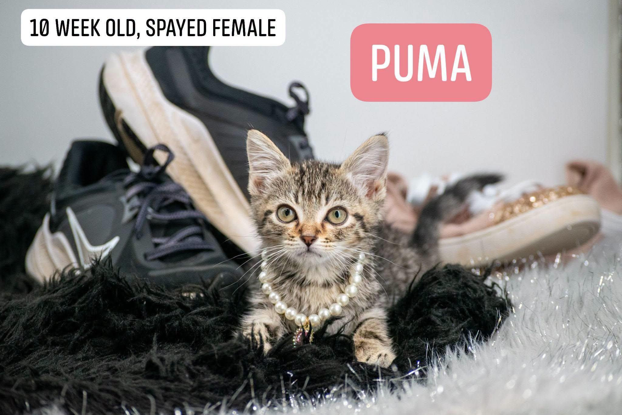 Puma, Adoptable, Kitten Female Domestic Short Hair.