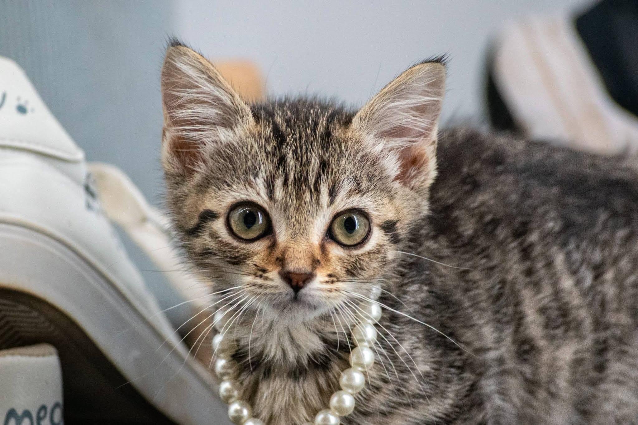 Enlarge Puma, a Adoptable Domestic Short Hair in Sevierville, TN image 2/4
