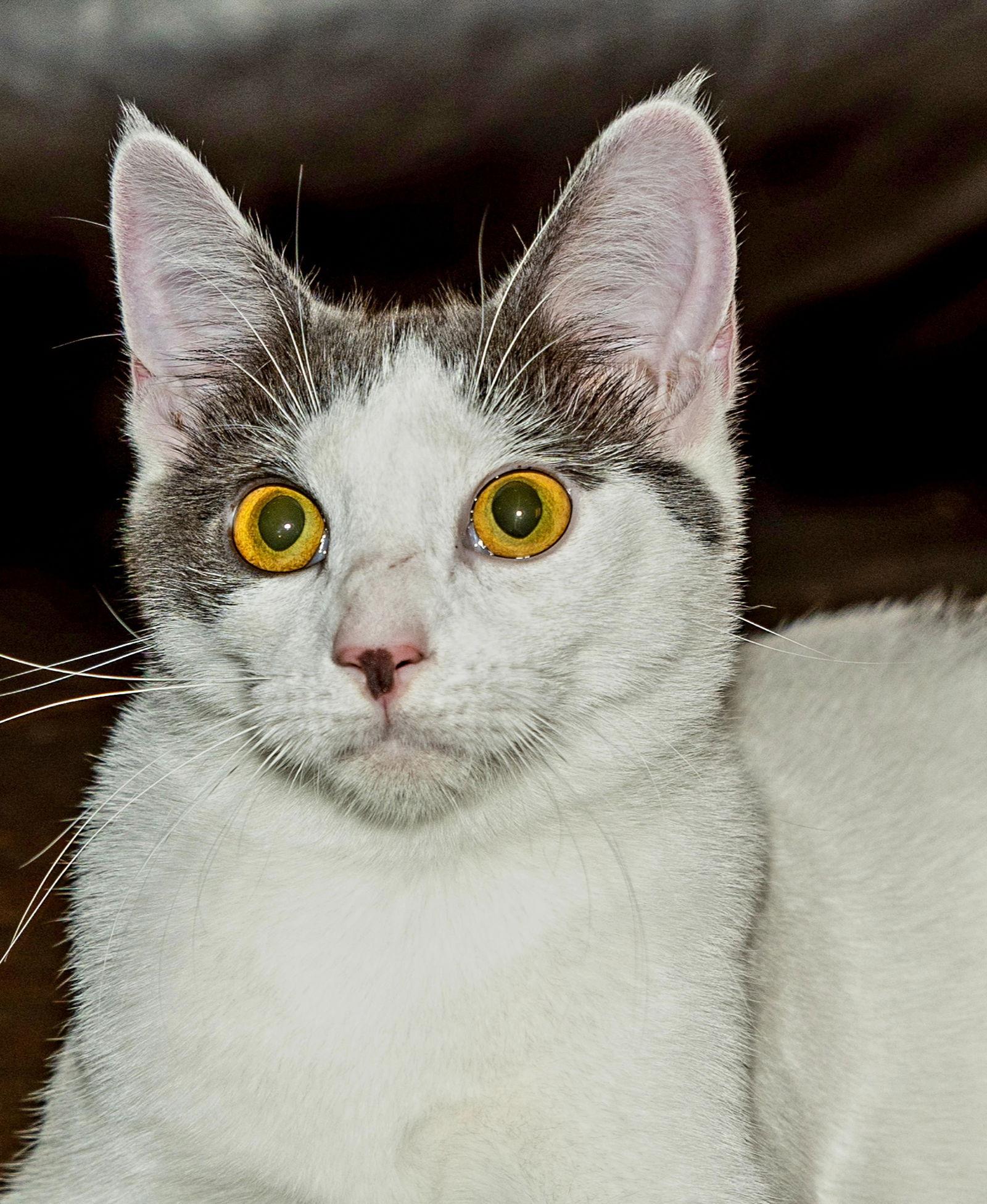 KITTEN GASTON, a Adoptable Domestic Short Hair in Franklin, TN image 1/3