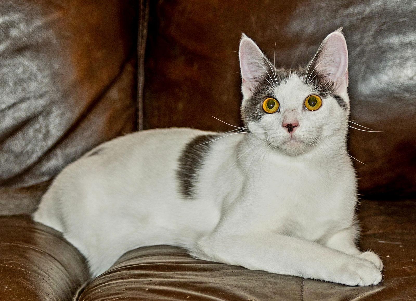 KITTEN GASTON, a Adoptable Domestic Short Hair in Franklin, TN image 2/3