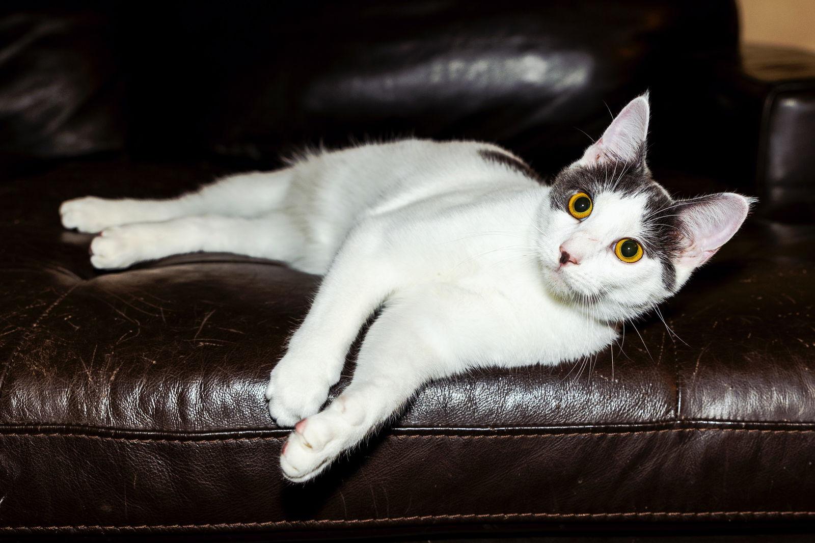 KITTEN GASTON, a Adoptable Domestic Short Hair in Franklin, TN image 3/3