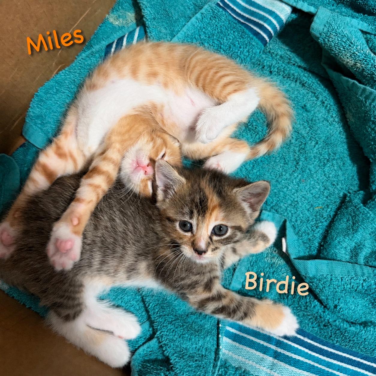 Enlarge Birdie, an adopted mixed breed in New York, NY image 4/4