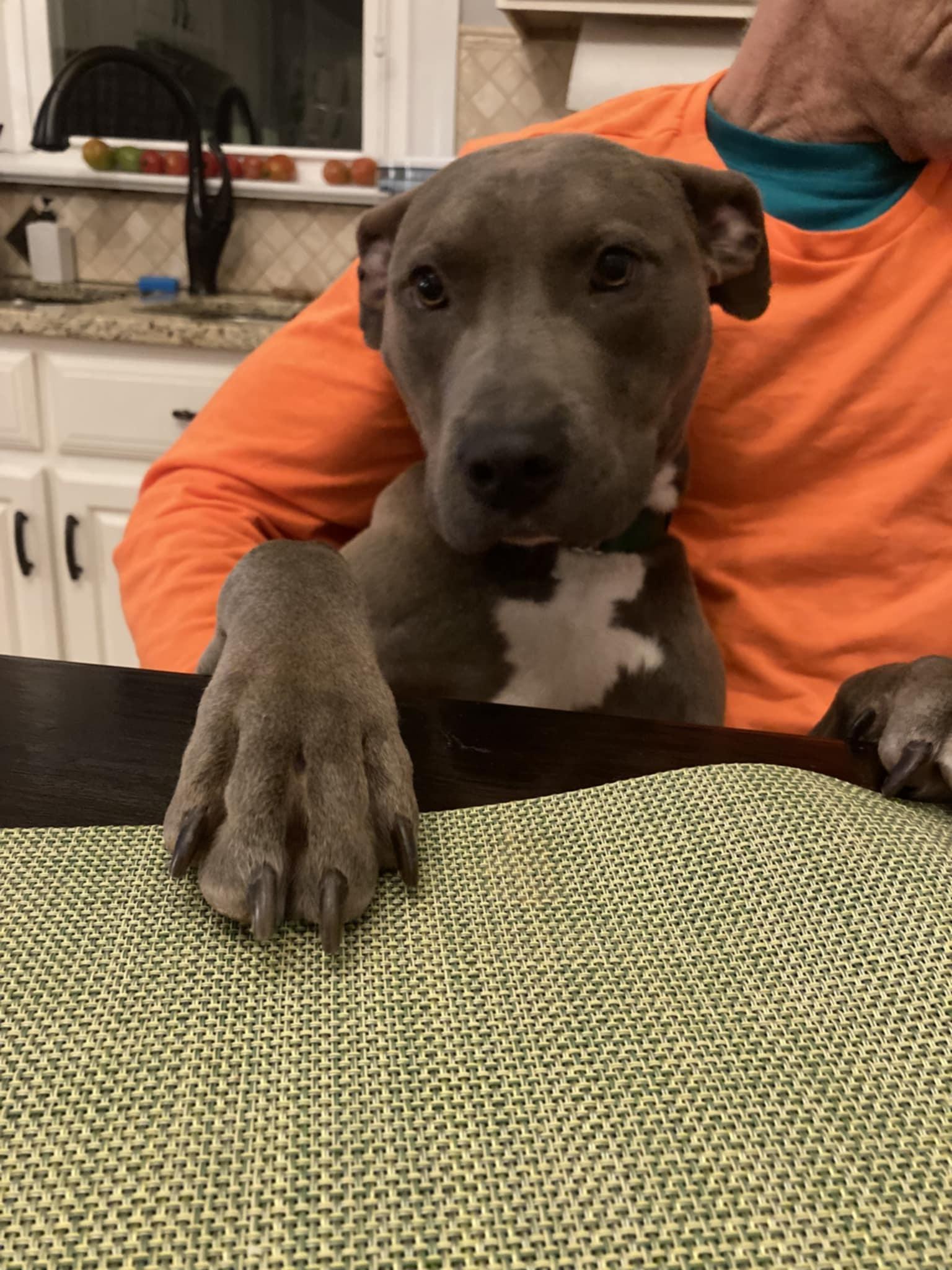 Enlarge Rocky II, a Adoptable mixed breed in Raleigh, NC image 5/6