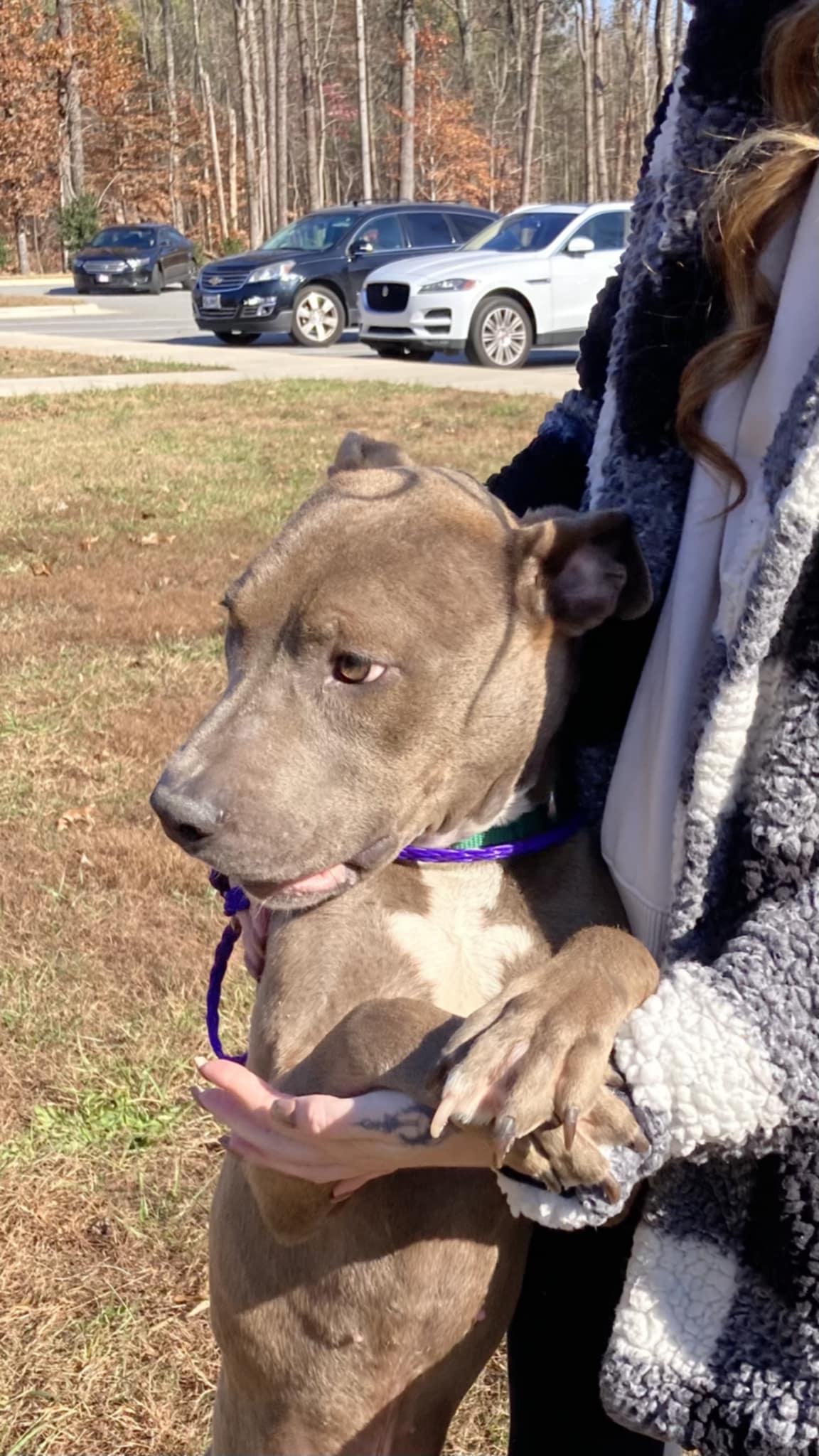 Enlarge Rocky II, a Adoptable mixed breed in Raleigh, NC image 3/6