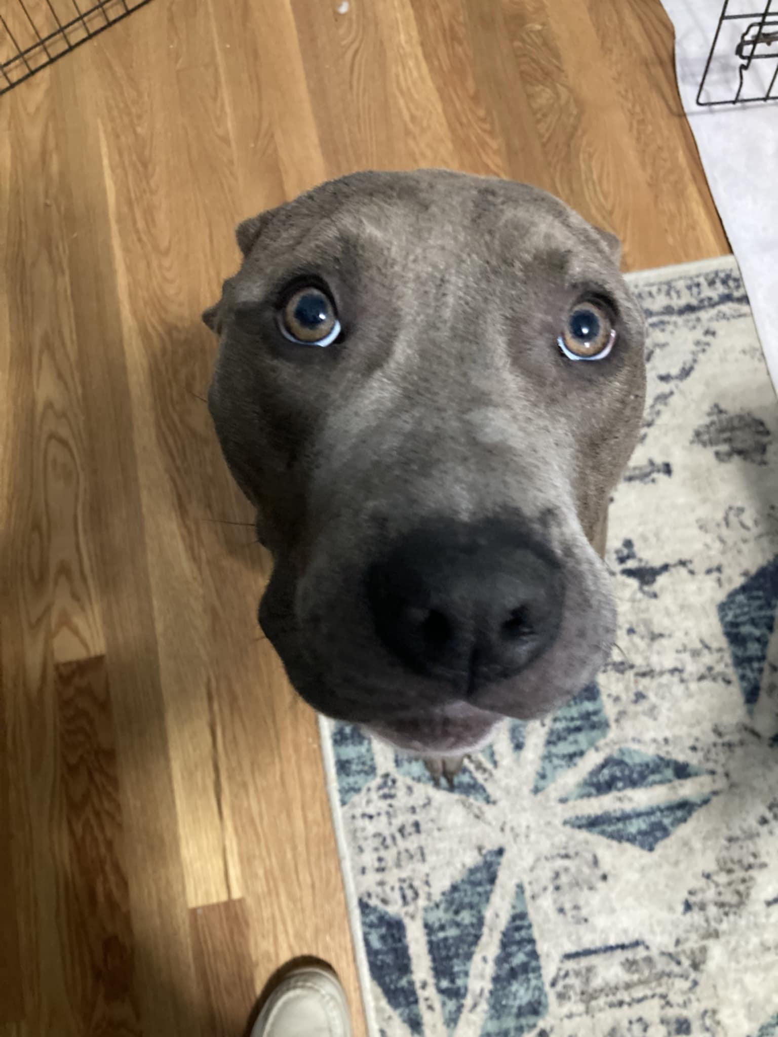 Enlarge Rocky II, a Adoptable mixed breed in Raleigh, NC image 6/6