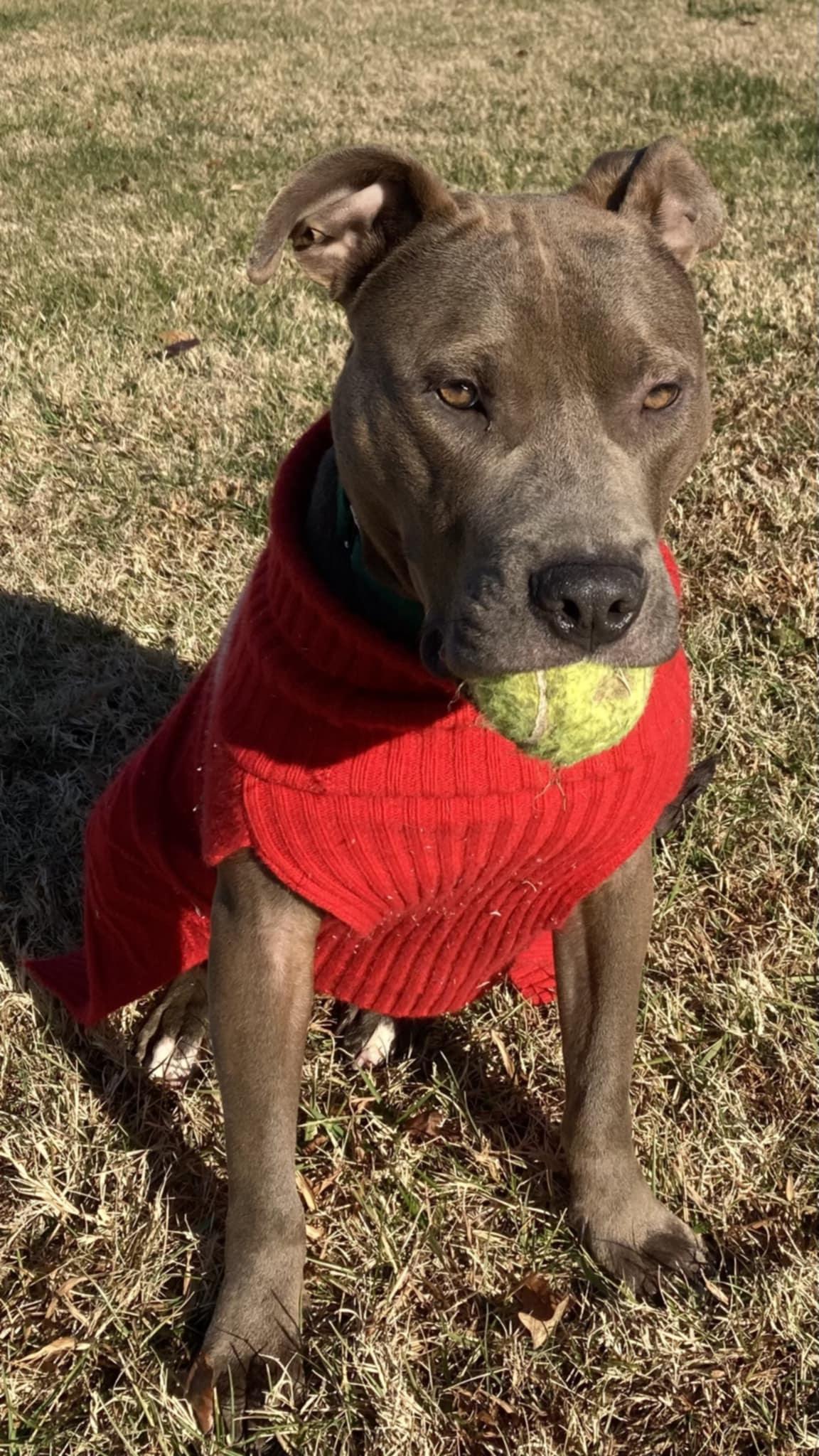 Enlarge Rocky II, a Adoptable mixed breed in Raleigh, NC image 4/6