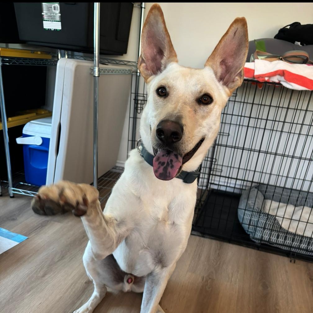 ARMANI, a Adoptable mixed breed in Ontario, CA image 1/6