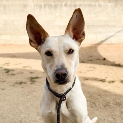 ARMANI, a Adoptable mixed breed in Ontario, CA image 4/6
