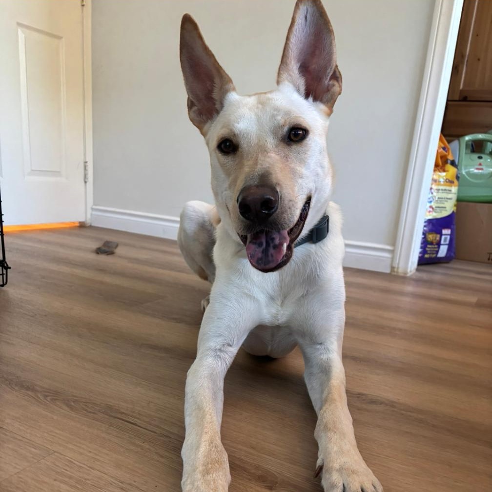 ARMANI, Adoptable, Adult Male Shepherd & Husky.