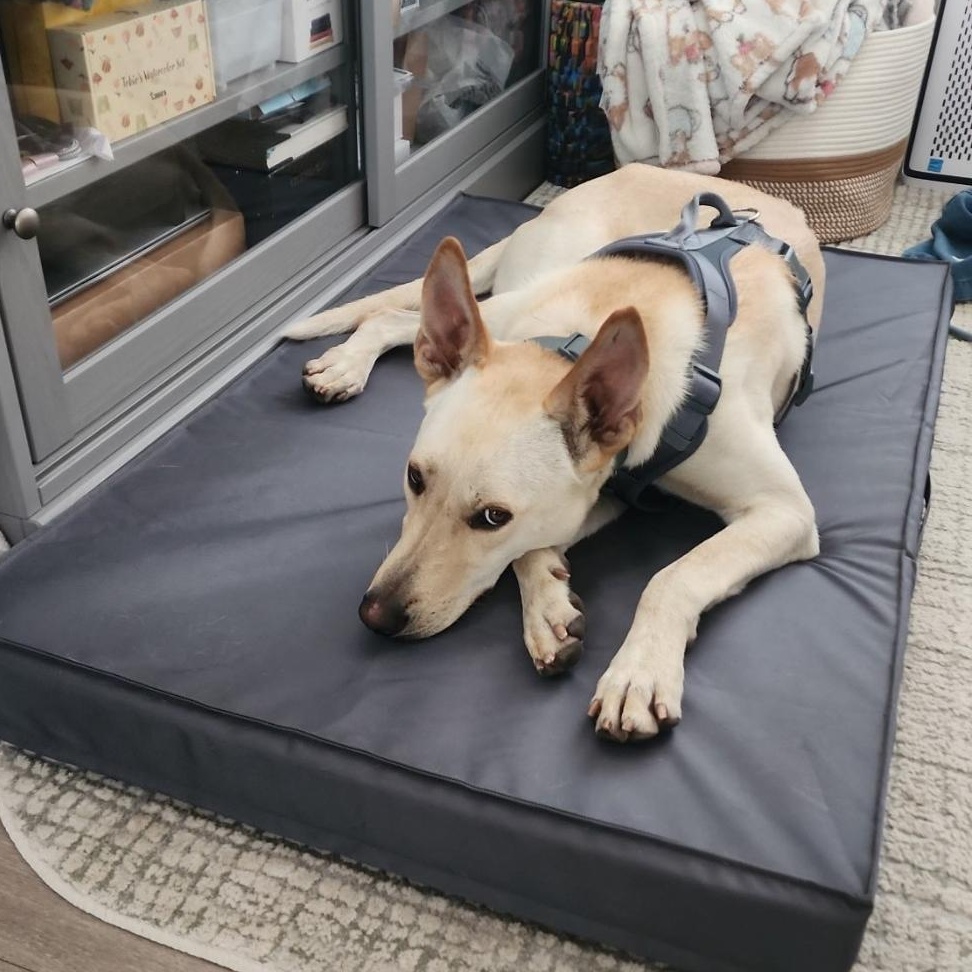 ARMANI, a Adoptable mixed breed in Ontario, CA image 5/6