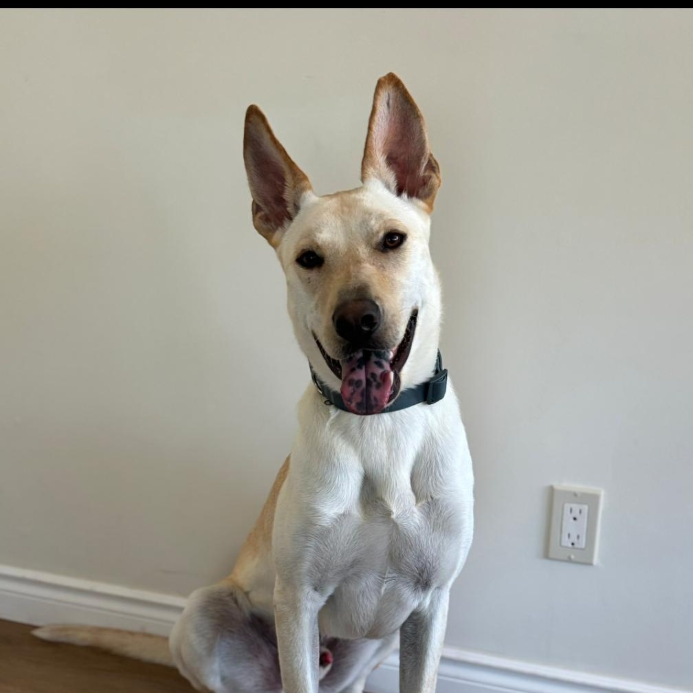 ARMANI, a Adoptable mixed breed in Ontario, CA image 3/6