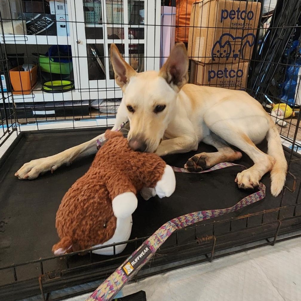 ARMANI, a Adoptable mixed breed in Ontario, CA image 6/6