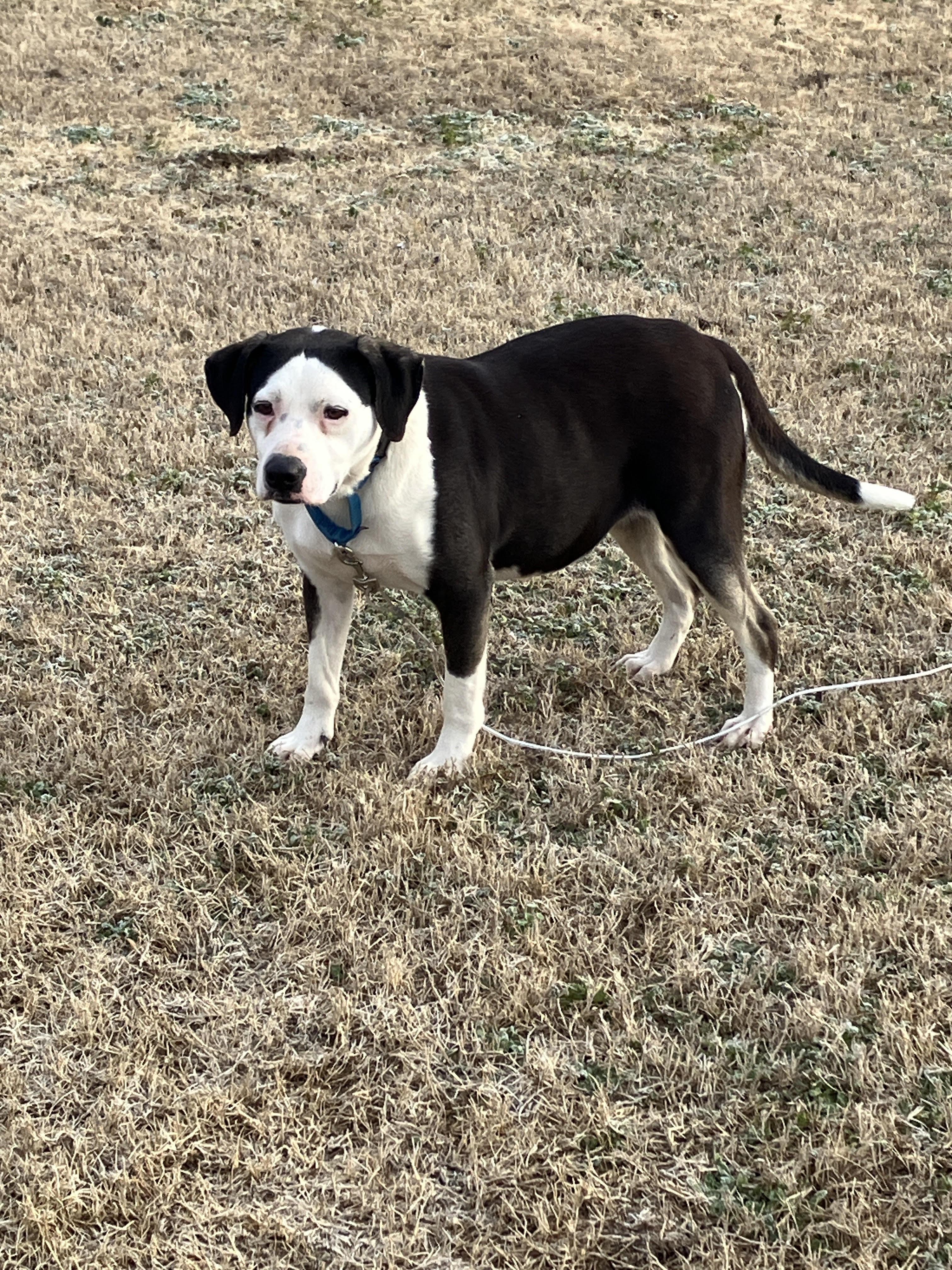 ROSE-Blooming with Love, Adoptable, Adult Female Border Collie & Mixed Breed.