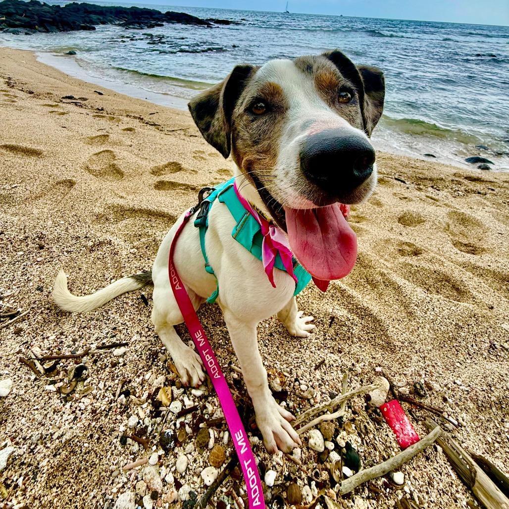 Enlarge Astro, a Adoptable Mixed Breed in Kailua Kona, HI image 1/6