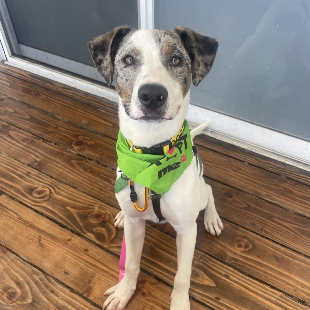 Astro, a Adoptable Mixed Breed in Kailua Kona, HI image 2/6
