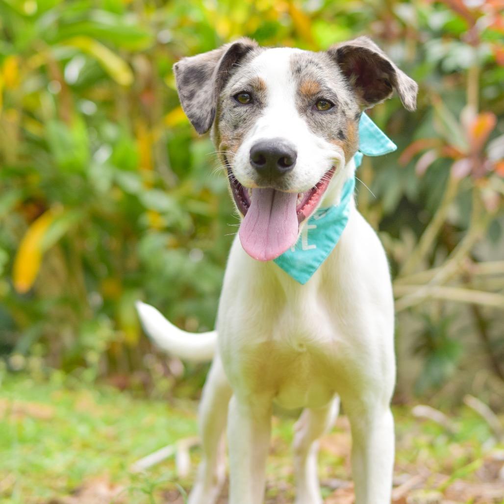 Enlarge Astro, a Adoptable Mixed Breed in Kailua Kona, HI image 2/6