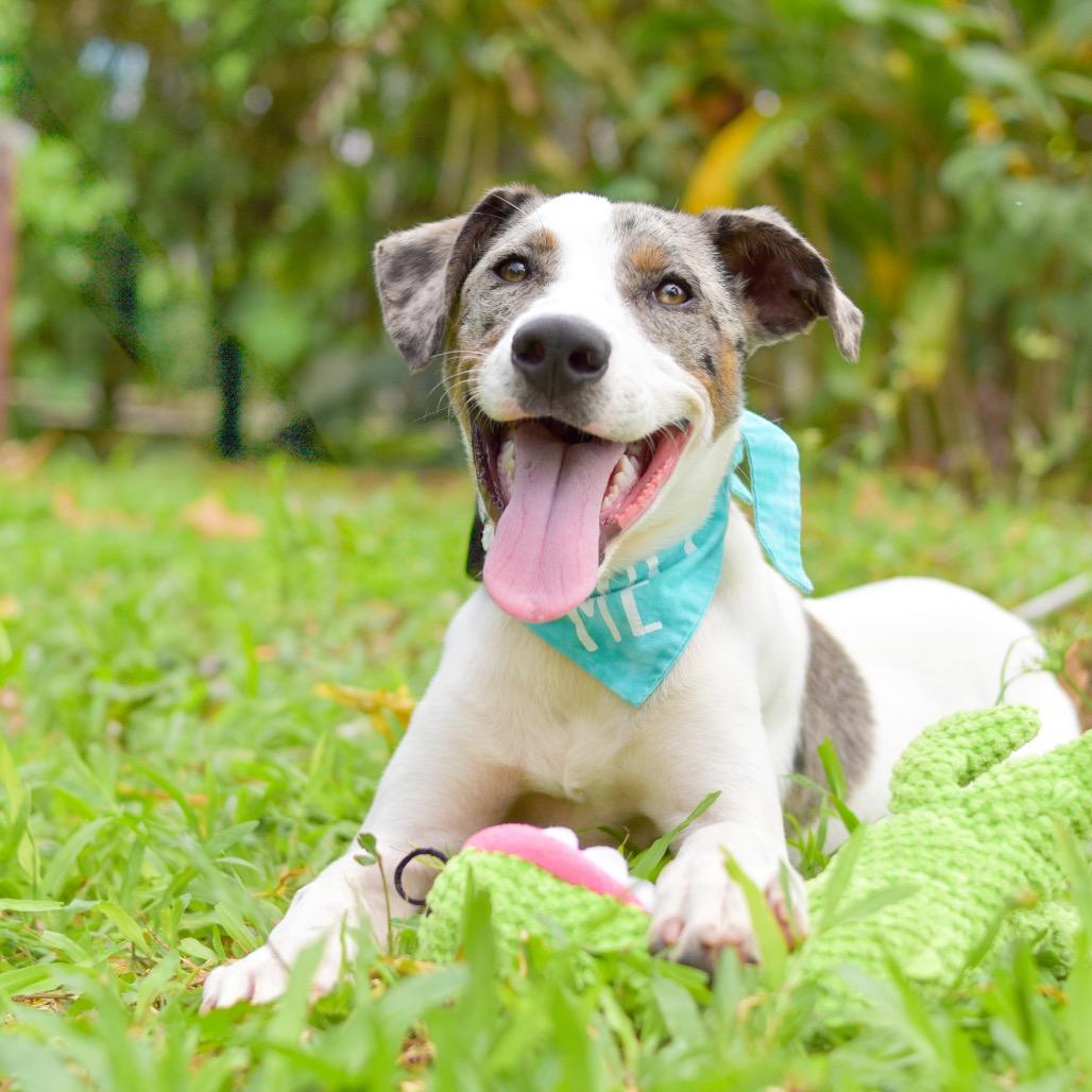 Enlarge Astro, a Adoptable Mixed Breed in Kailua Kona, HI image 3/6