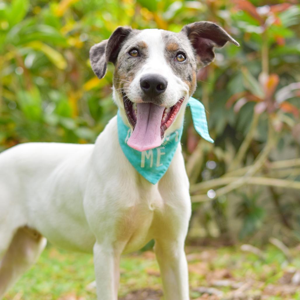 Enlarge Astro, a Adoptable Mixed Breed in Kailua Kona, HI image 4/6