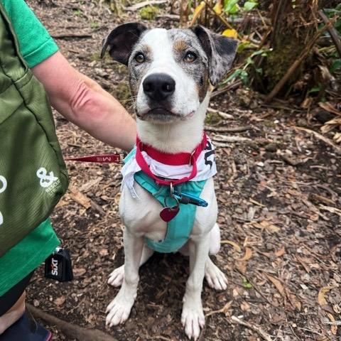 Enlarge Astro, a Adoptable Mixed Breed in Kailua Kona, HI image 5/6