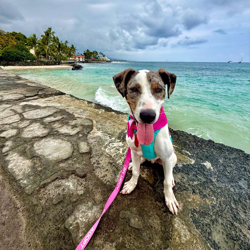 Enlarge Astro, a Adoptable Mixed Breed in Kailua Kona, HI image 6/6