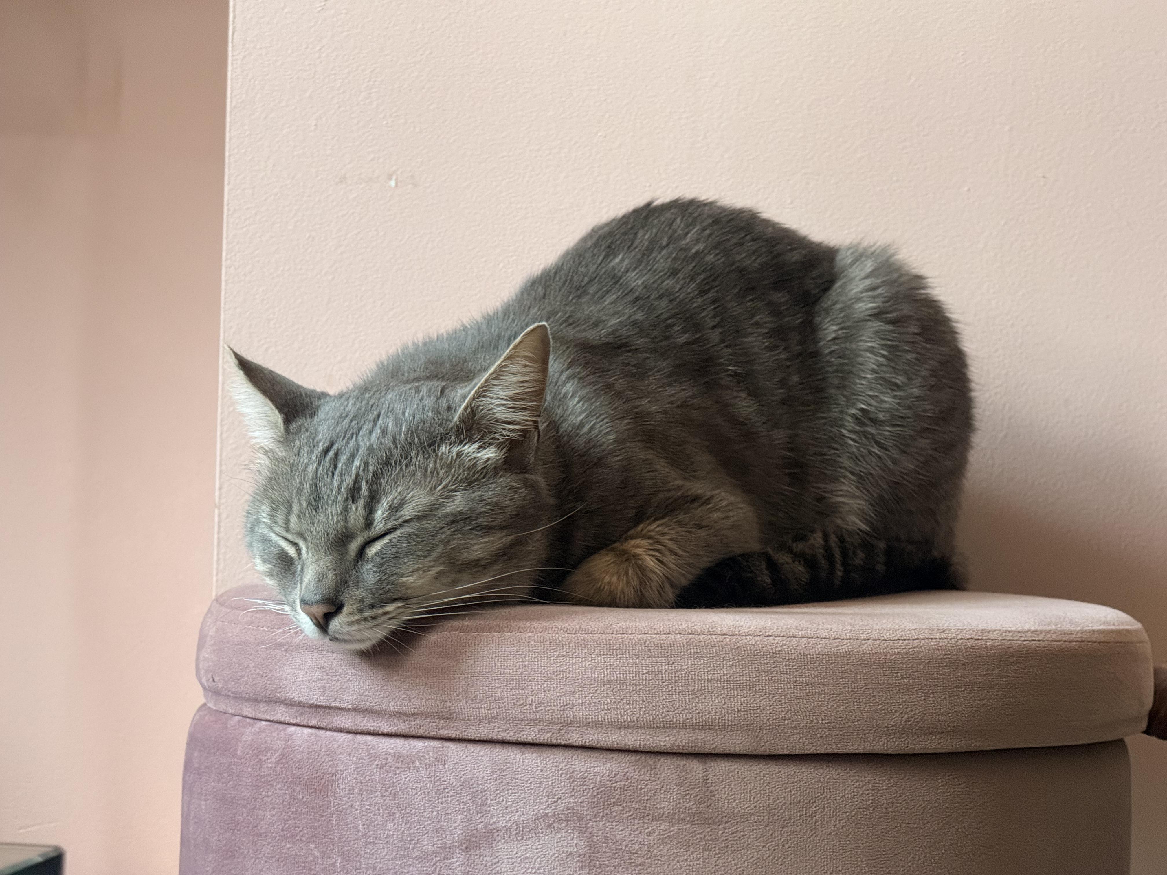 Toby, adopted, Adult Male American Shorthair.