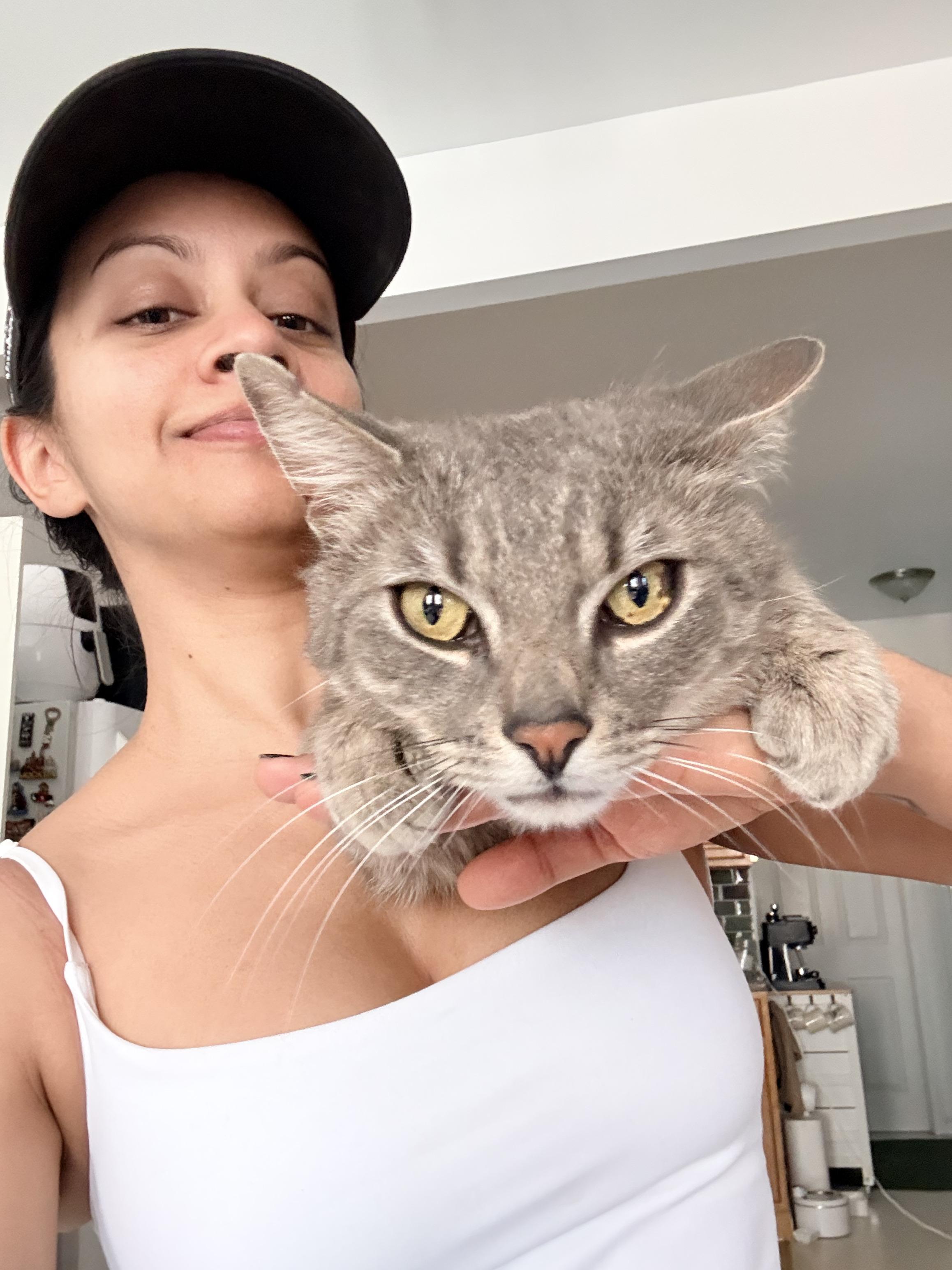 Enlarge Toby, an adopted American Shorthair in Brooklyn, NY image 5/6