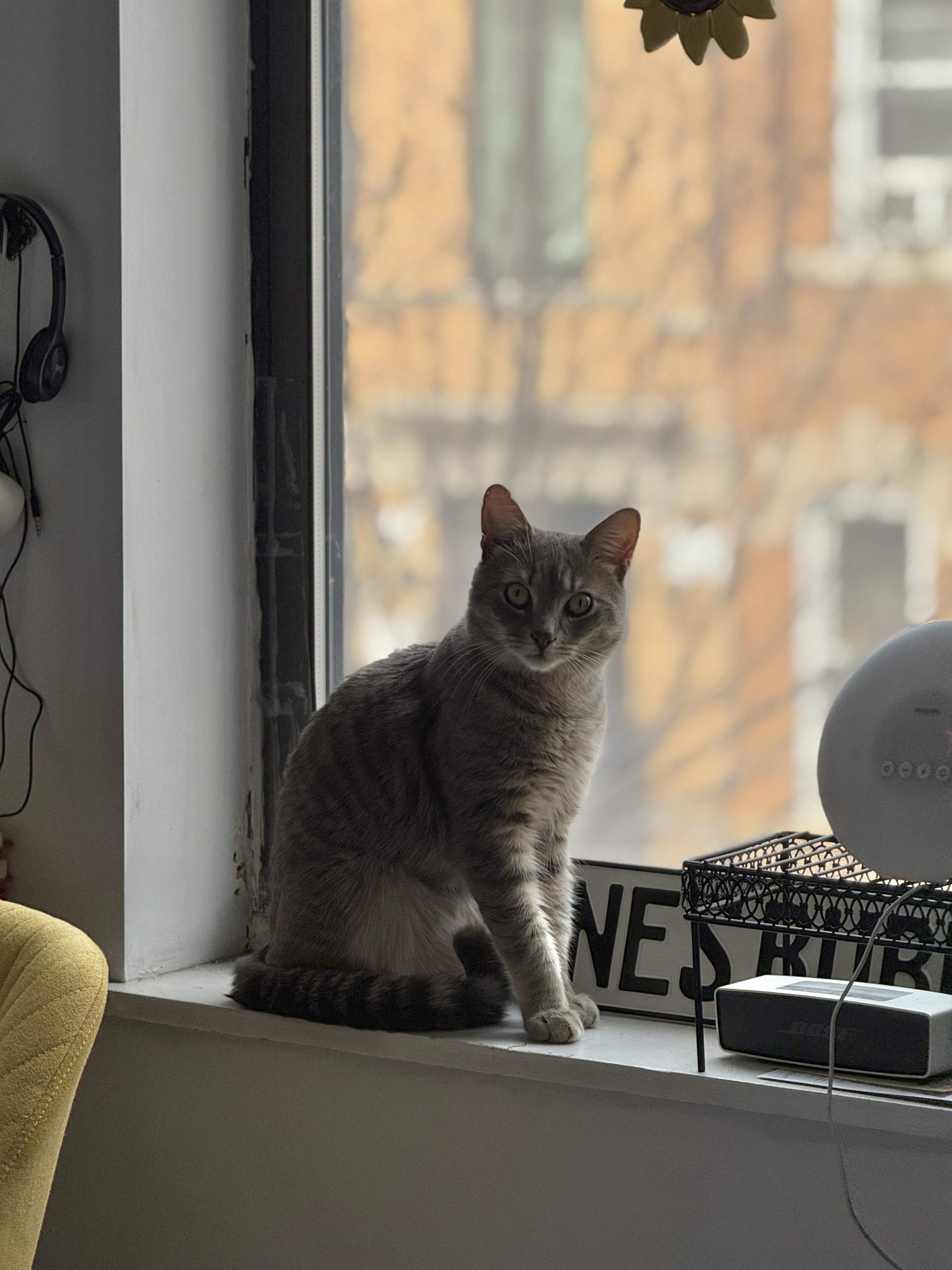 Enlarge Toby, an adopted American Shorthair in Brooklyn, NY image 3/6