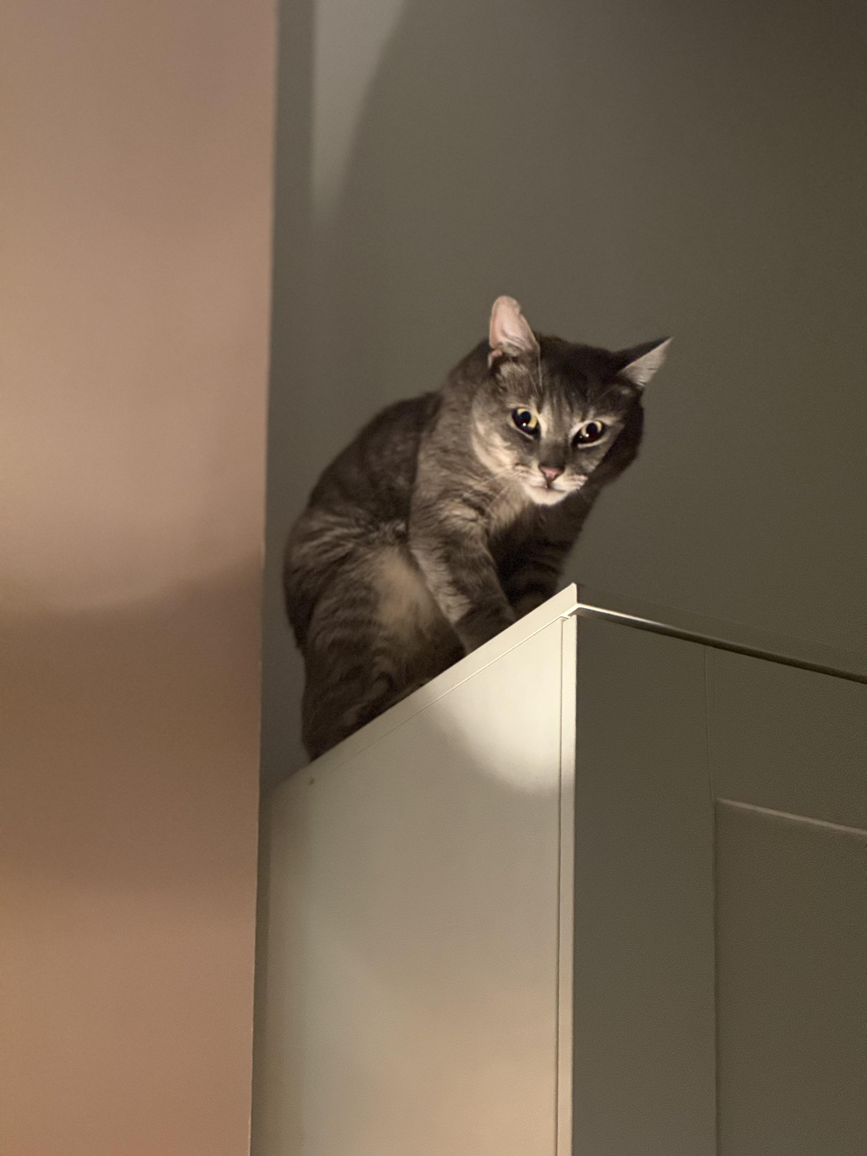 Enlarge Toby, an adopted American Shorthair in Brooklyn, NY image 4/6