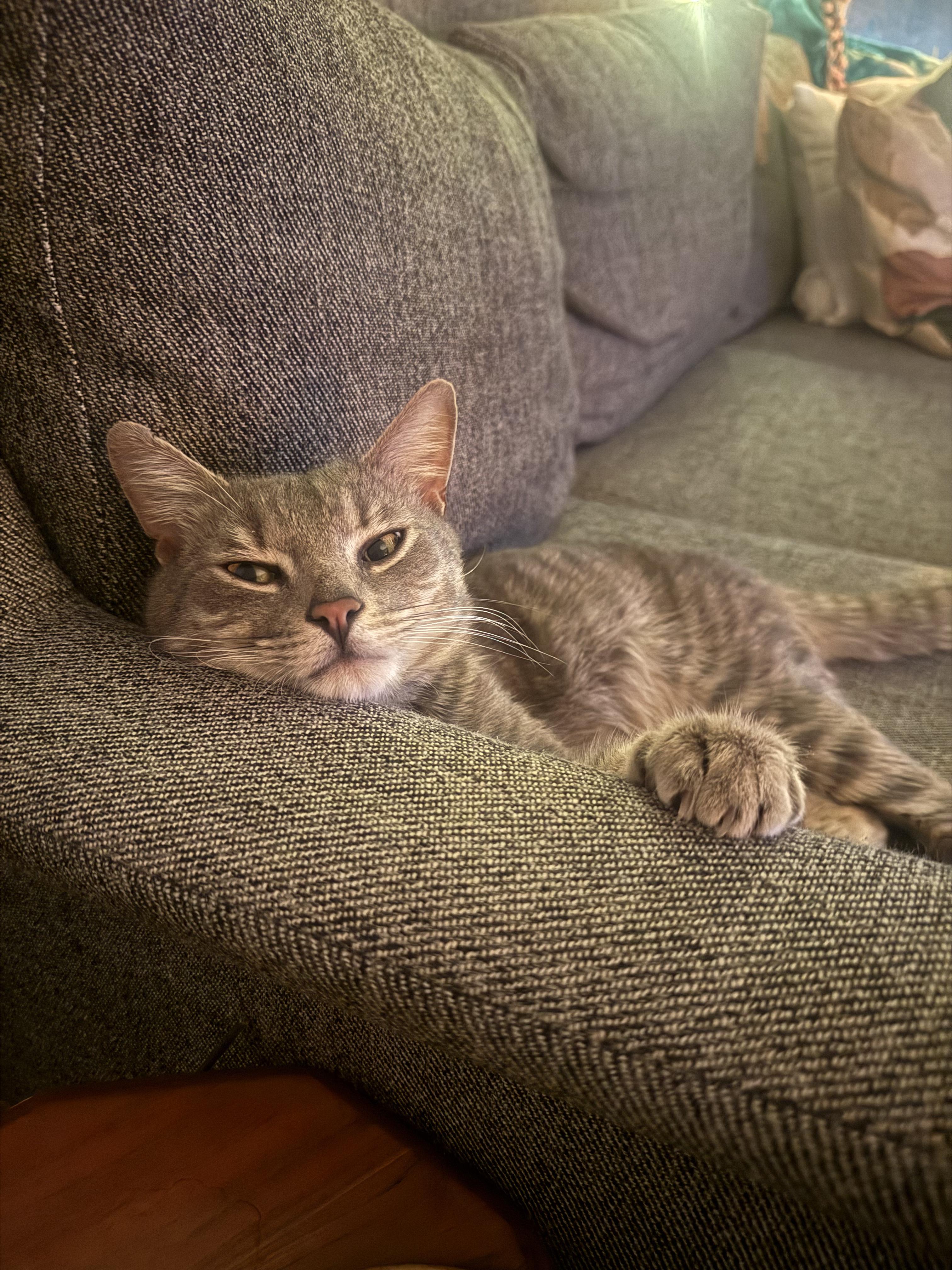 Enlarge Toby, an adopted American Shorthair in Brooklyn, NY image 6/6