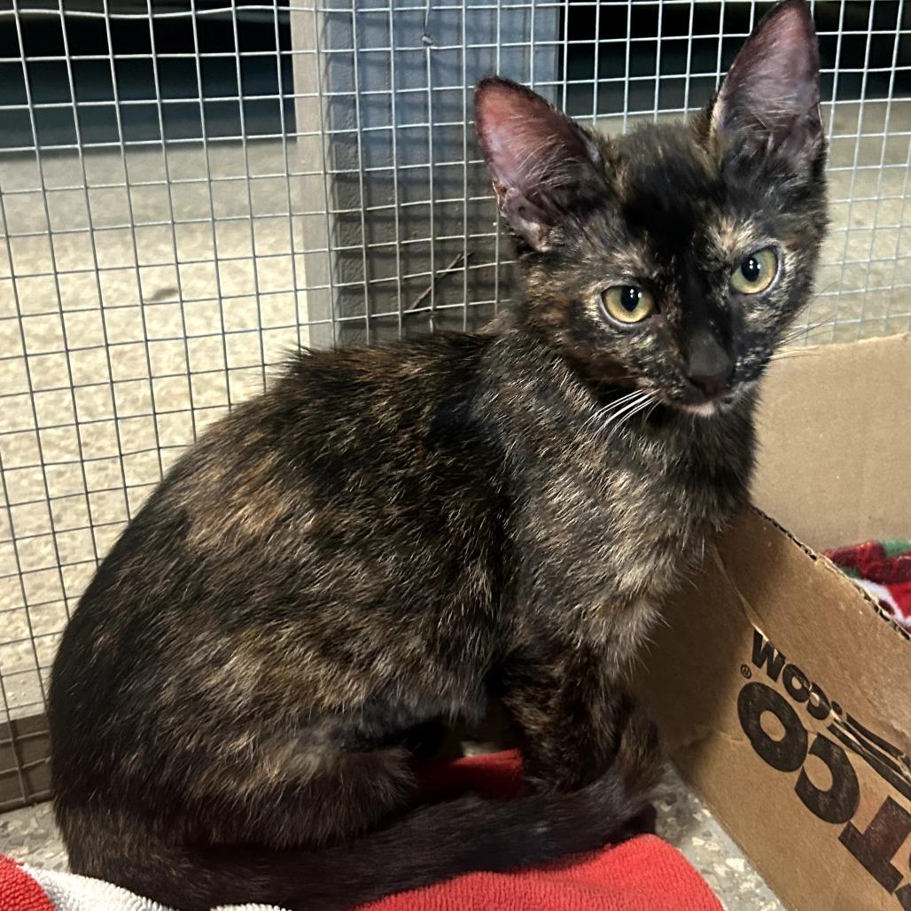 Snickers, Adoptable, Kitten Female Domestic Short Hair.