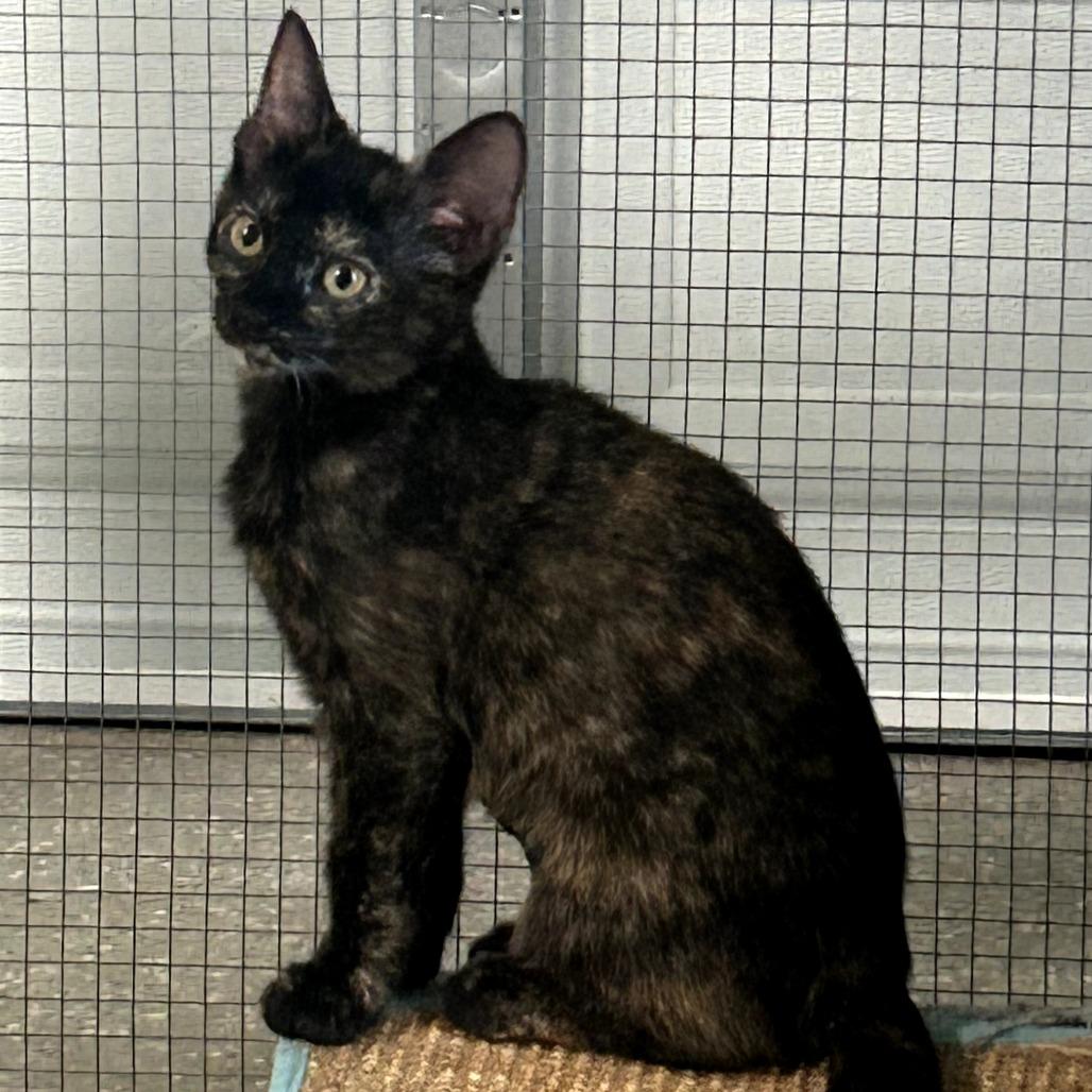 Snickers, a Adoptable Domestic Short Hair in Fort Worth, TX image 2/3