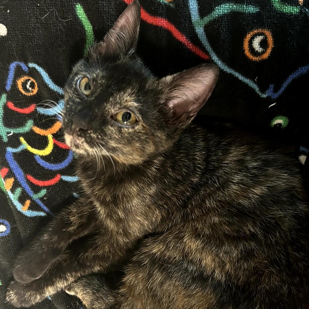 Snickers, a Adoptable Domestic Short Hair in Fort Worth, TX image 3/3