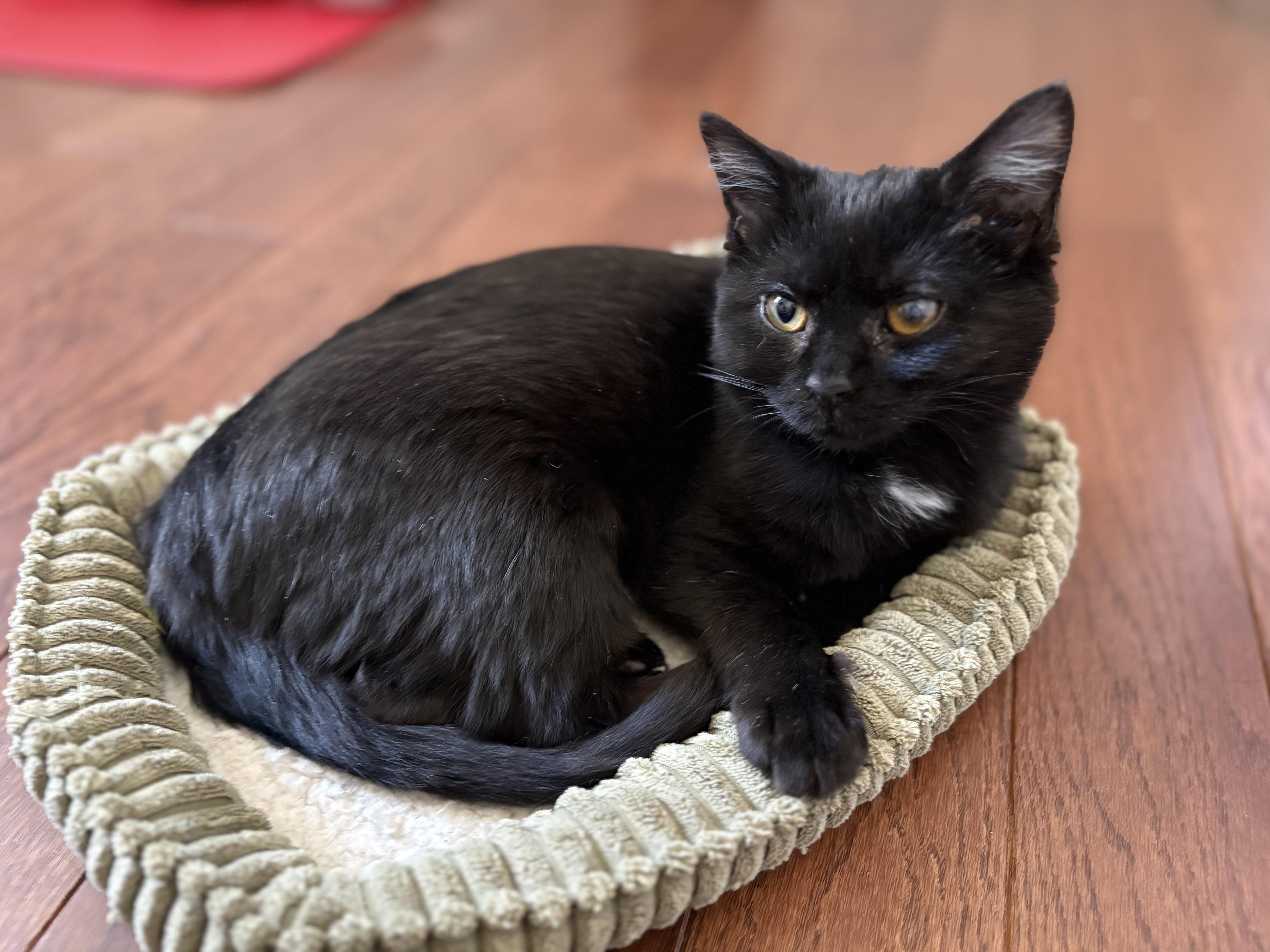 Enlarge Sweetie, an adopted Domestic Short Hair in Pittsburgh, PA image 5/5