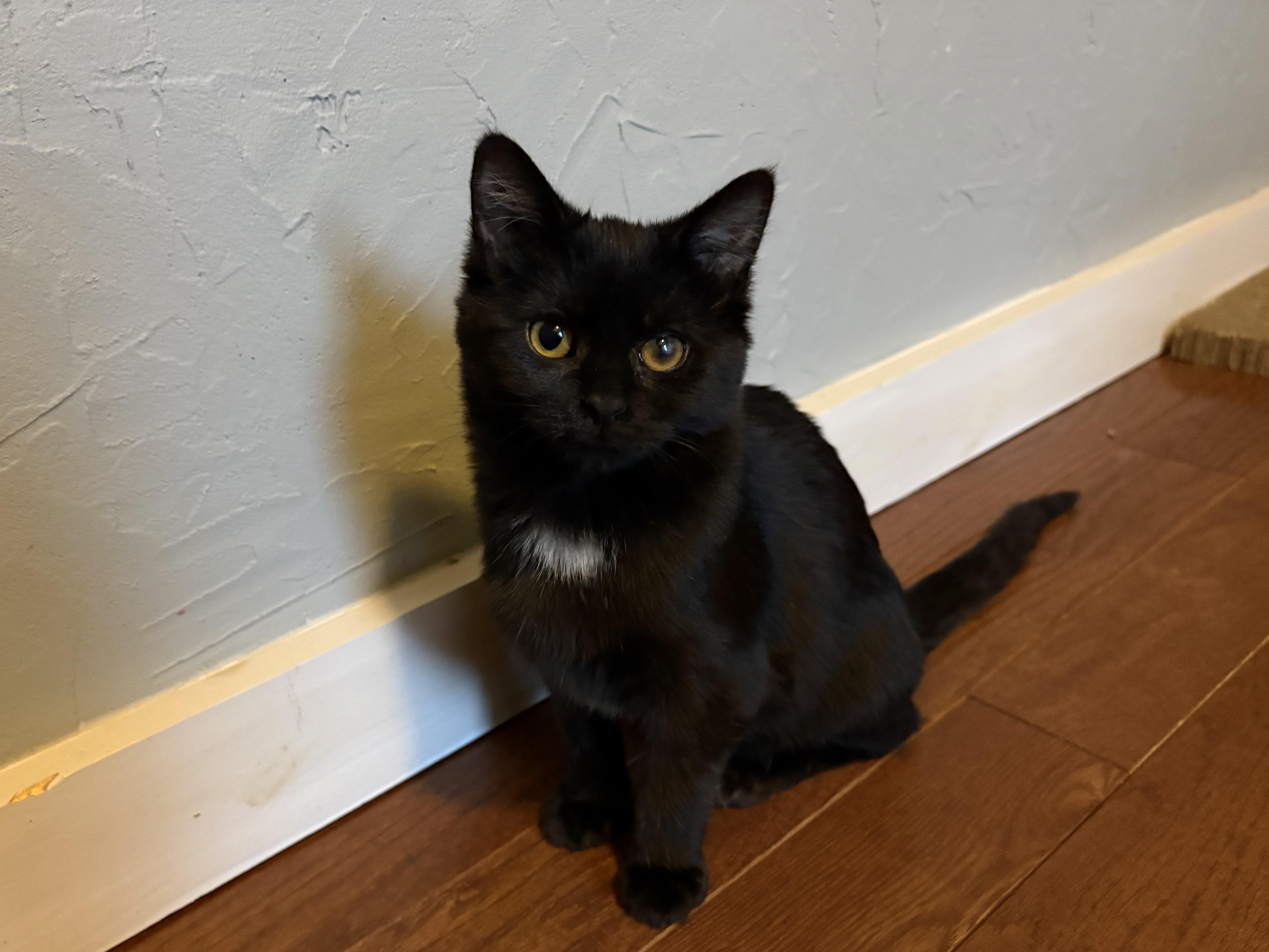 Sweetie, adopted, Kitten Female Domestic Short Hair.