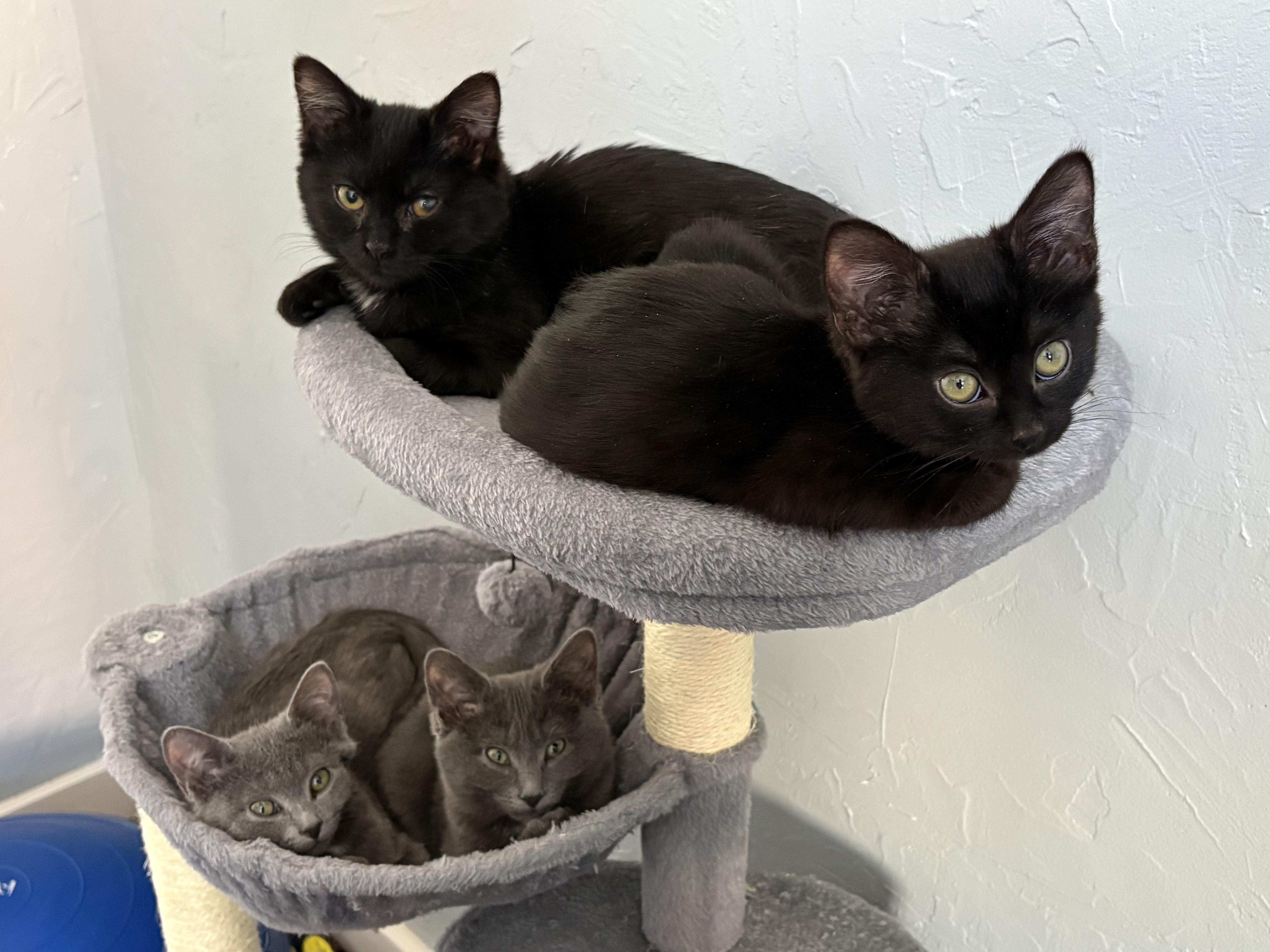 Enlarge Sweetie, an adopted Domestic Short Hair in Pittsburgh, PA image 4/5