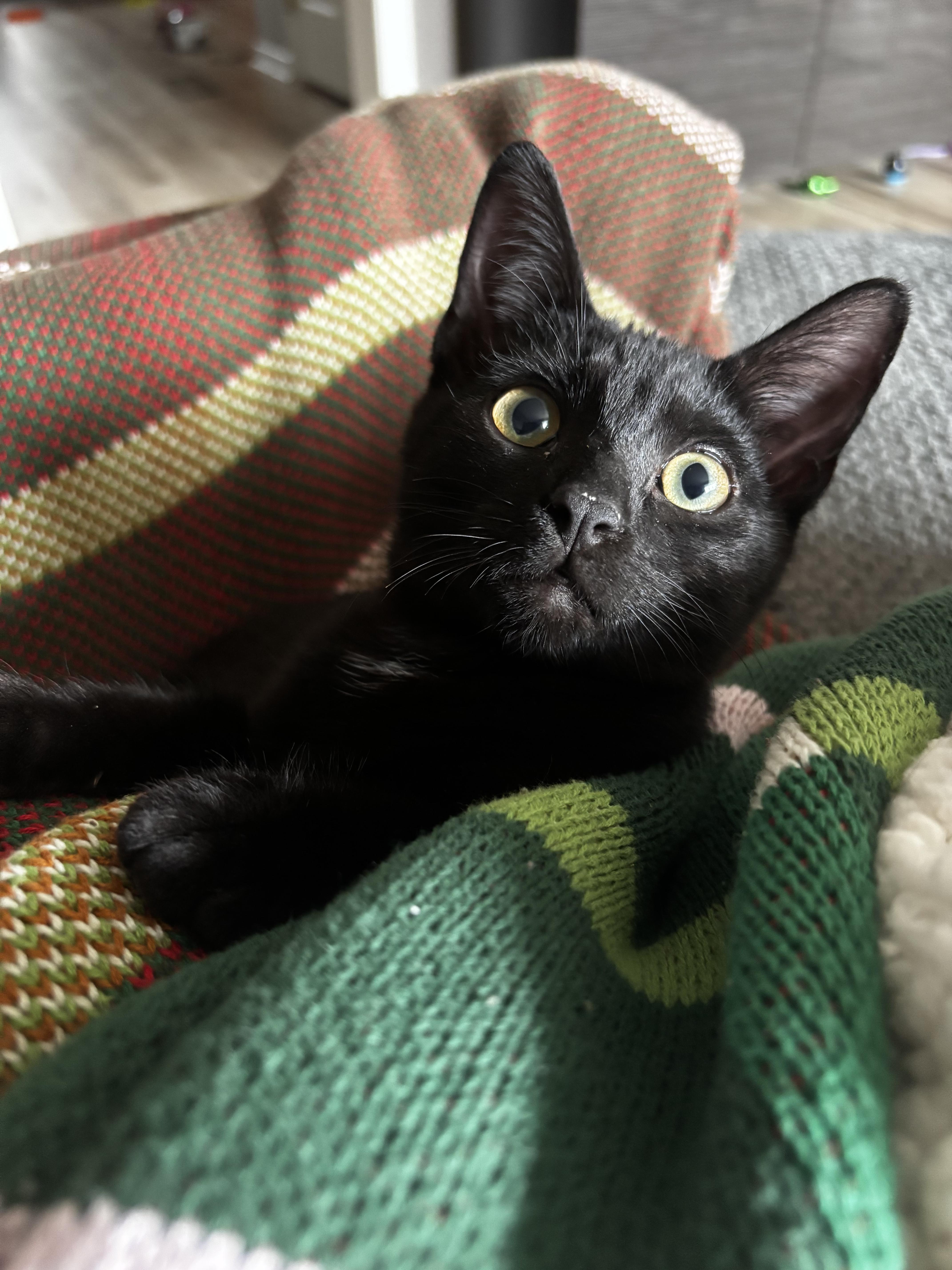 Enlarge Sweetie, an adopted Domestic Short Hair in Pittsburgh, PA image 3/5