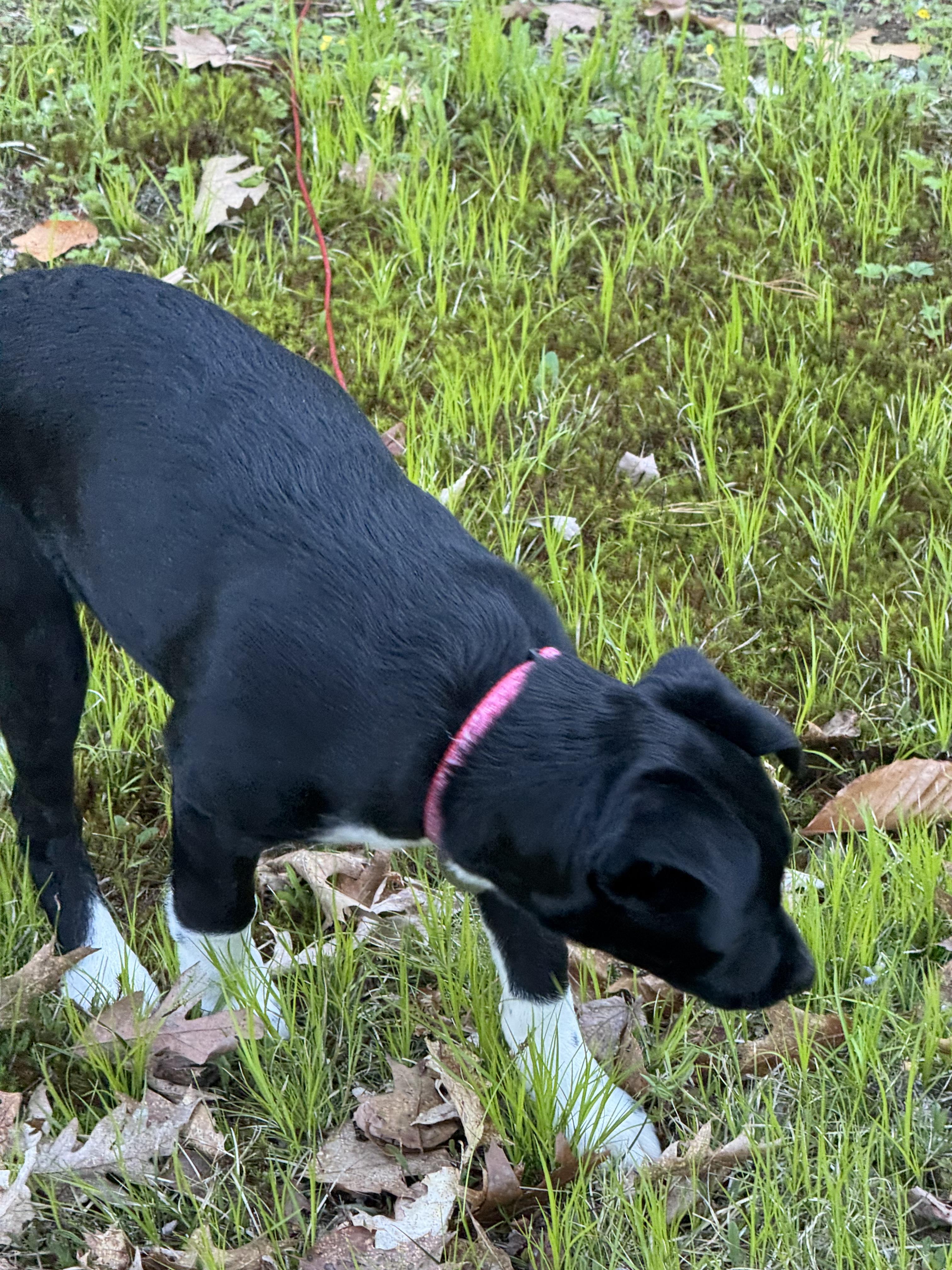 Sable, a ADOPTABLE mixed breed in Merrimac, MA image 4/4