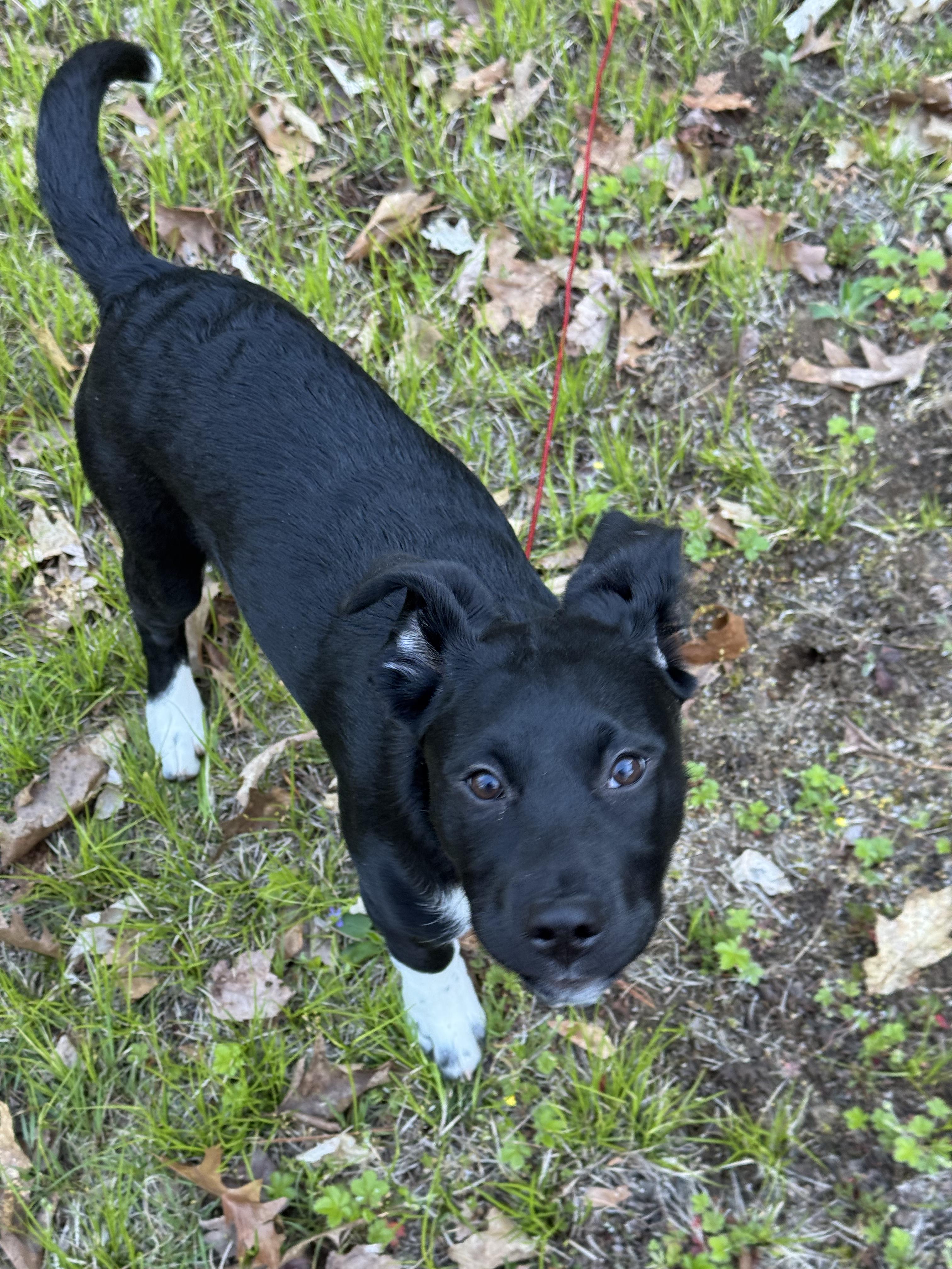 Sable, a ADOPTABLE mixed breed in Merrimac, MA image 3/4