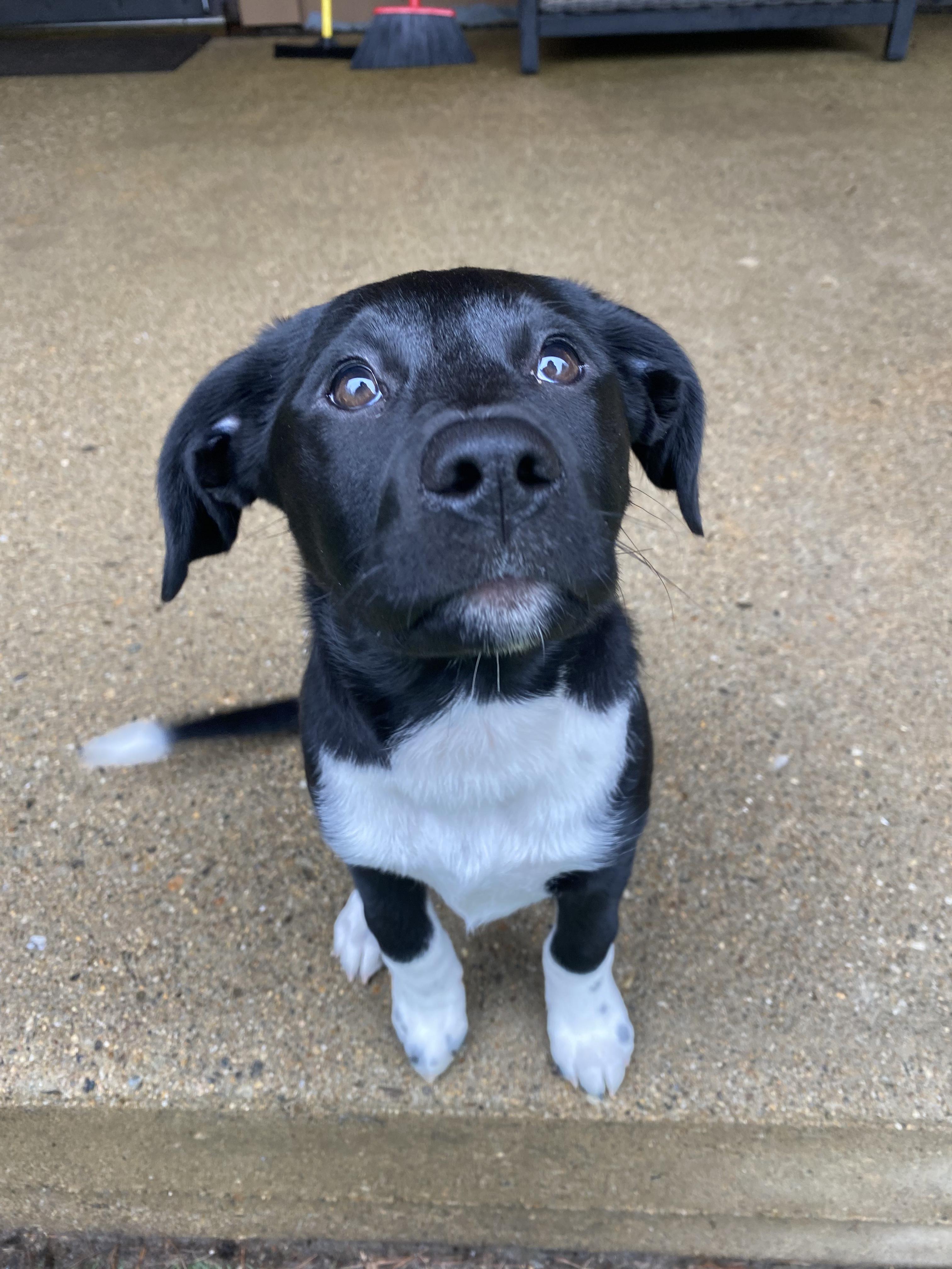 Sable, a ADOPTABLE mixed breed in Merrimac, MA image 1/4